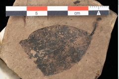 Foto (Detailansicht) von Xylomites ilicis Ettingshausen (NHMW-GEO-2024-0188-0070)